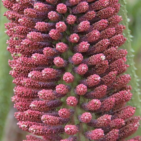Gunnera tinctoria (1)