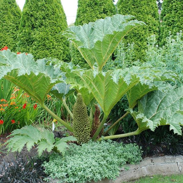 Gunnera tinctoria