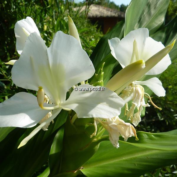 Hedychium coronarium (2)