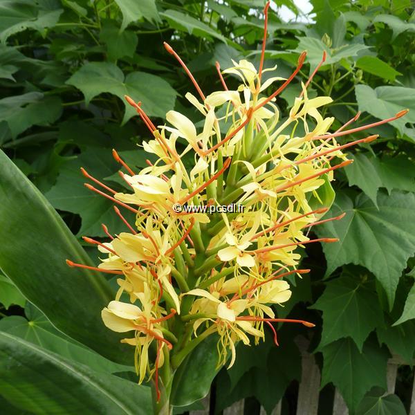 Hedychium gardnerianum (1)