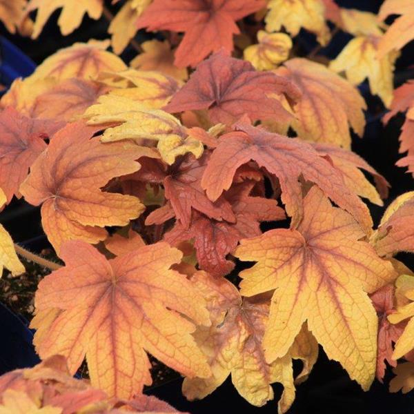 Heucherella Sweet Tea (2)