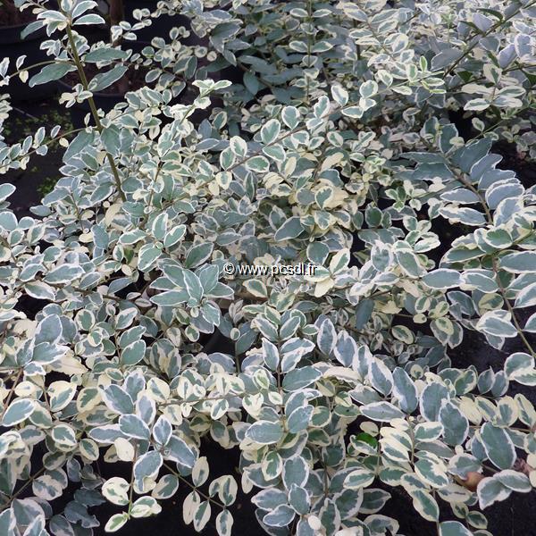 Ligustrum ibota Musly