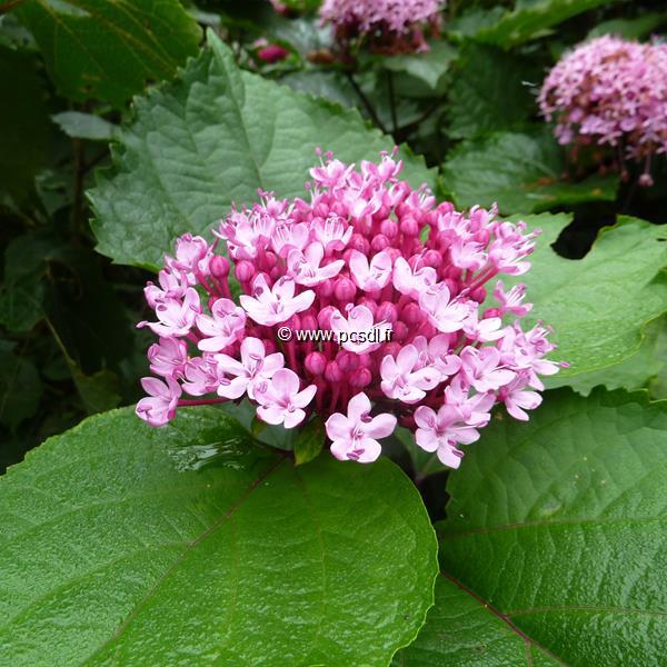 Clerodendrum bungei (3)