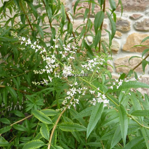 Aloysia citrodora (1)