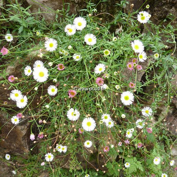 Erigeron karvinskianus (2)