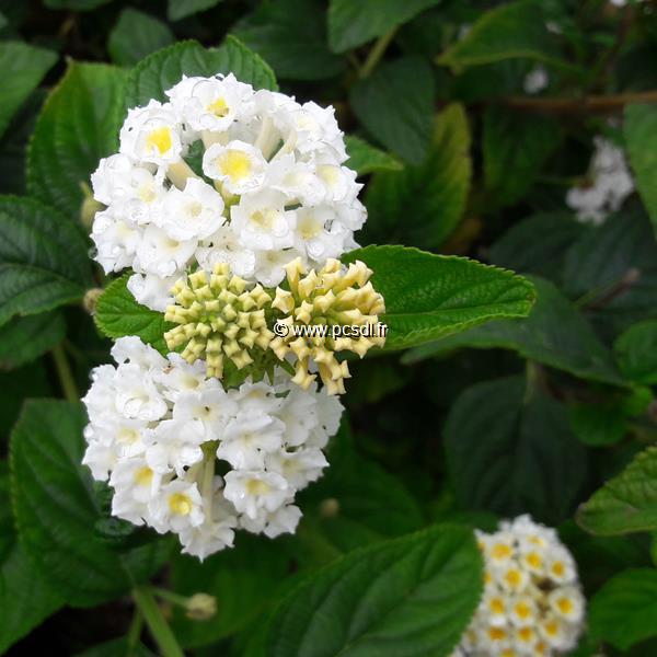 Lantana camara Avalanche (3)