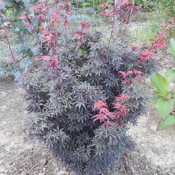 Acer palmatum Shaina