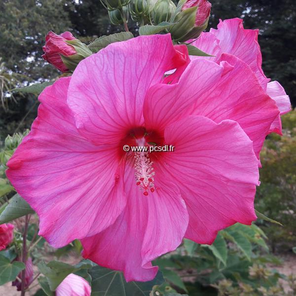 Hibiscus moscheutos Sweet Caroline (1)