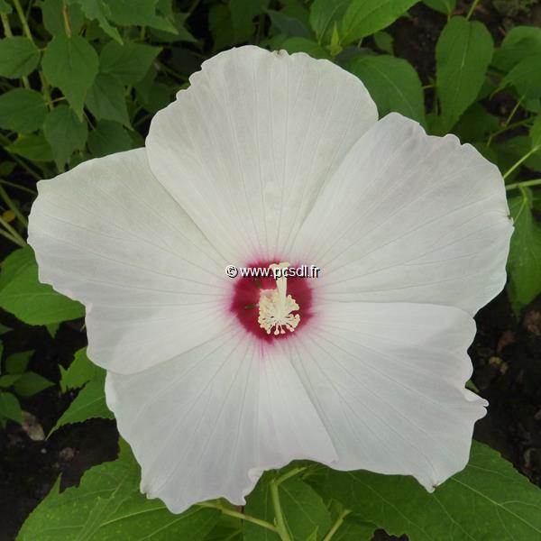 Hibiscus palustris Alba (2)