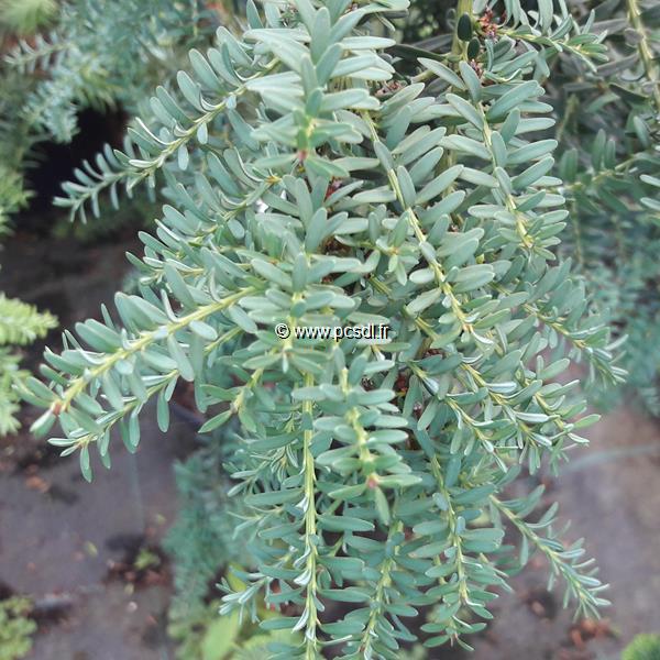 Podocarpus lawrencei Blue Gem