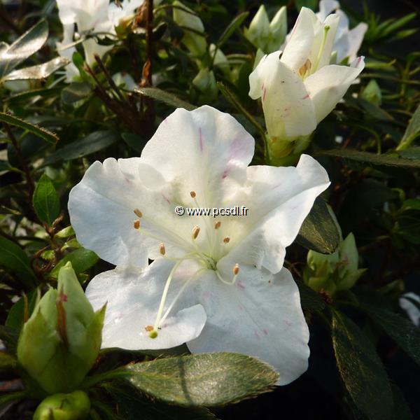 Rhododendron Encore Starlite (1)
