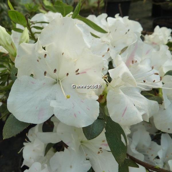 Rhododendron Encore Starlite (4)