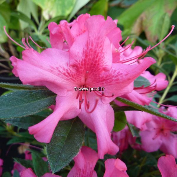 Rhododendron Encore Sundance (5)