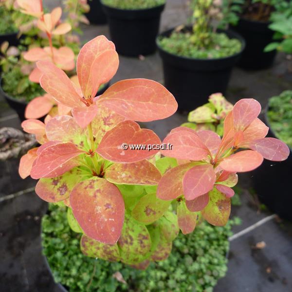 Berberis thunbergii Orange Ice