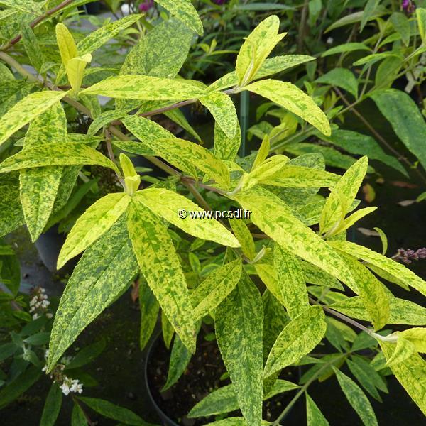 Buddleja davidii Aureovariegata