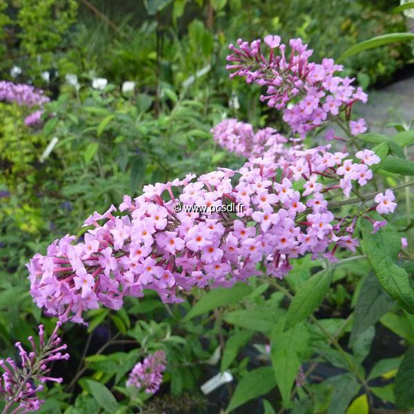 Buddleja davidii Pink Spread