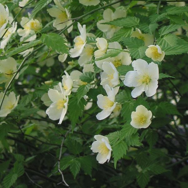 Kerria japonica Albescens