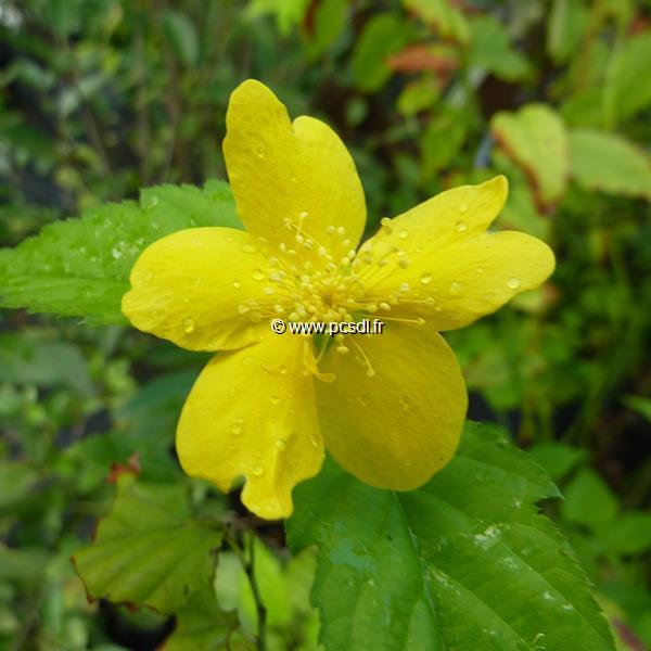 Kerria japonica Golden Guinea (2)