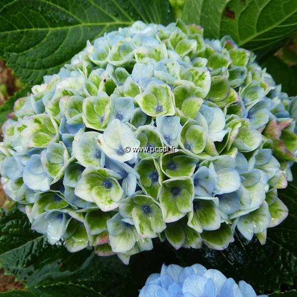 Hydrangea macrophylla Revolution (2)