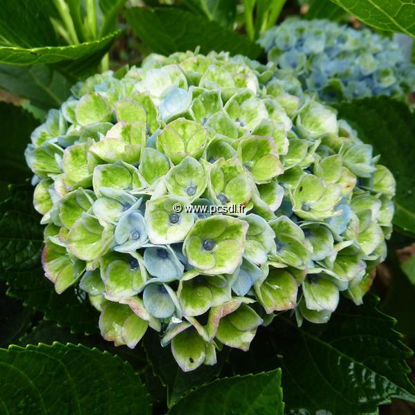 Hydrangea macrophylla Revolution