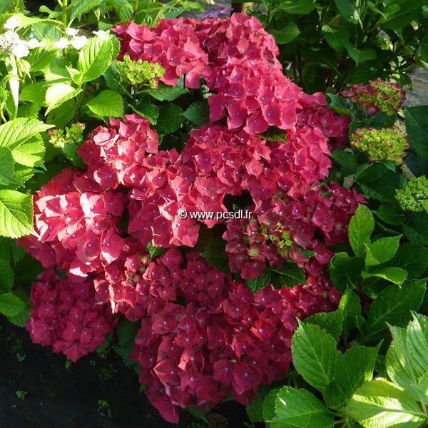 Hydrangea macrophylla Ruby Tuesday