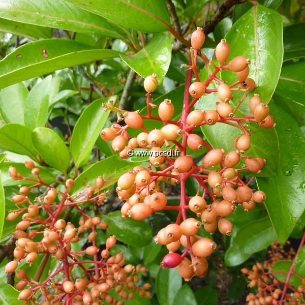 Viburnum awabuki