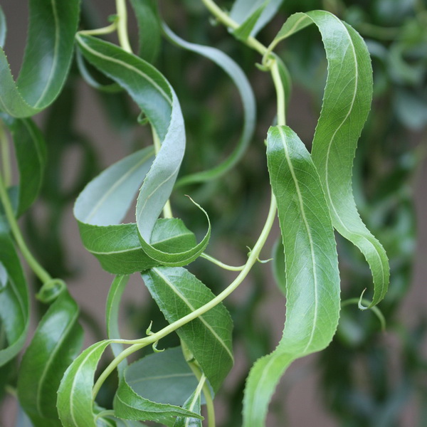 Salix Erythroflexuosa (1)