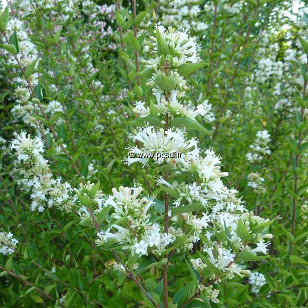 Abelia chinensis White Surprise (2)