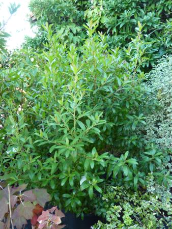 escallonia%20bifida