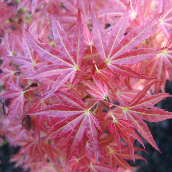Acer palmatum Wilson Pink Dwarf (1)