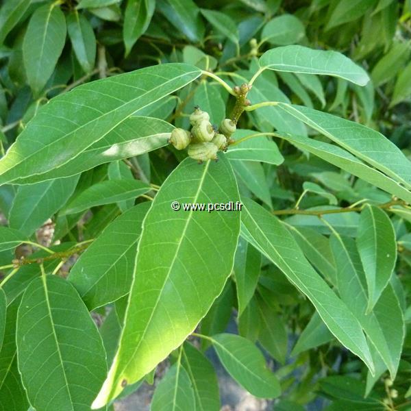 Quercus mysinifolia (3)