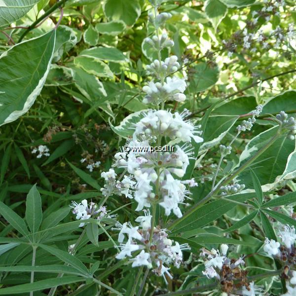 Vitex agnus-castus Silver Spire (1)