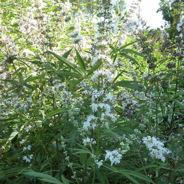 Vitex agnus-castus Silver Spire (2)