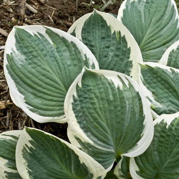 Hosta Barbara Ann (2)