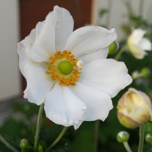 Anemone Honorine Jobert (1)