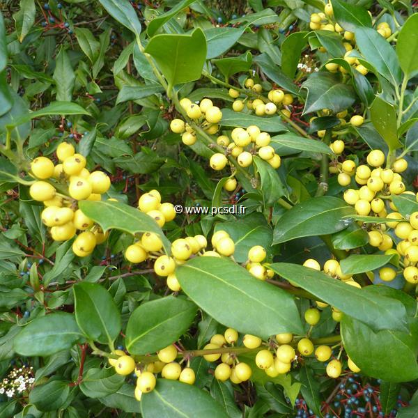 Ilex aquifolium Bacciflava (2)