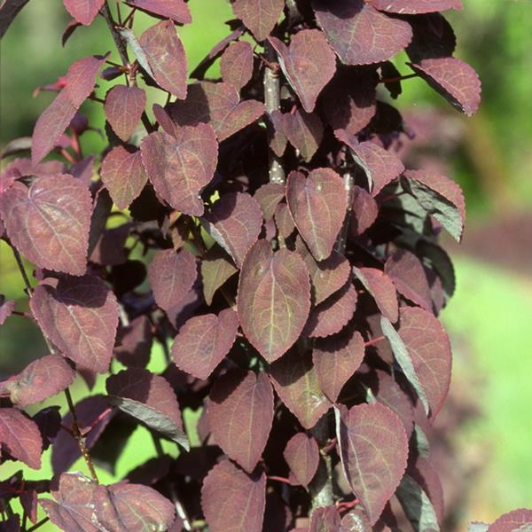 Cercidiphyllum japonicum Rotfuch