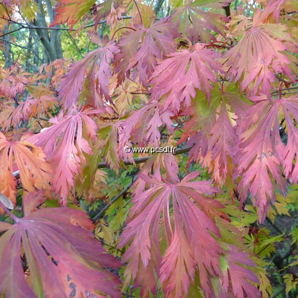 Acer japonicum Aconitifolium (5)