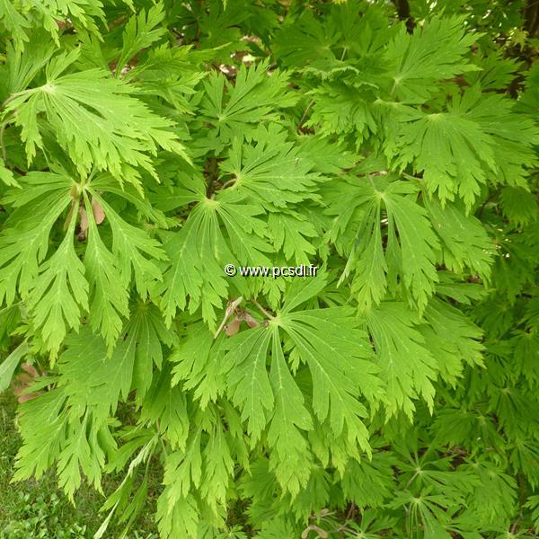 Acer japonicum Aconitifolium (1)