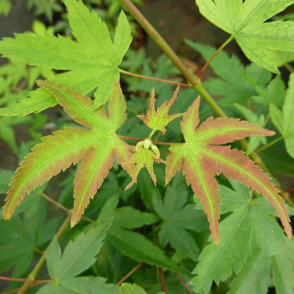 Acer palmatum Little Princess (3)