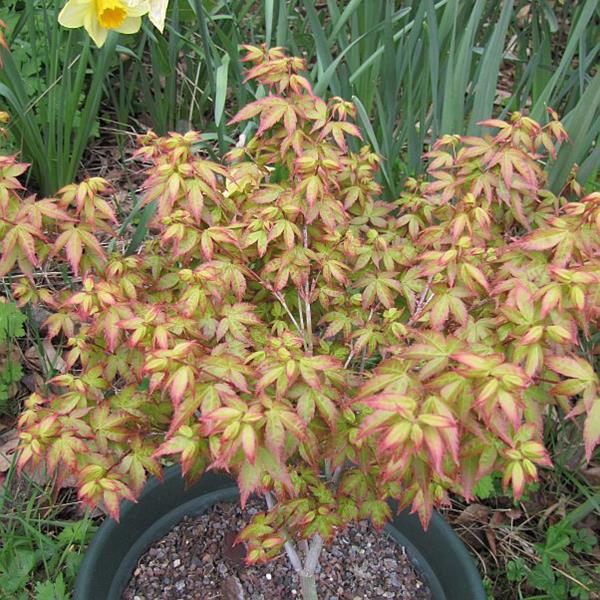 Acer palmatum Little Princess (4)