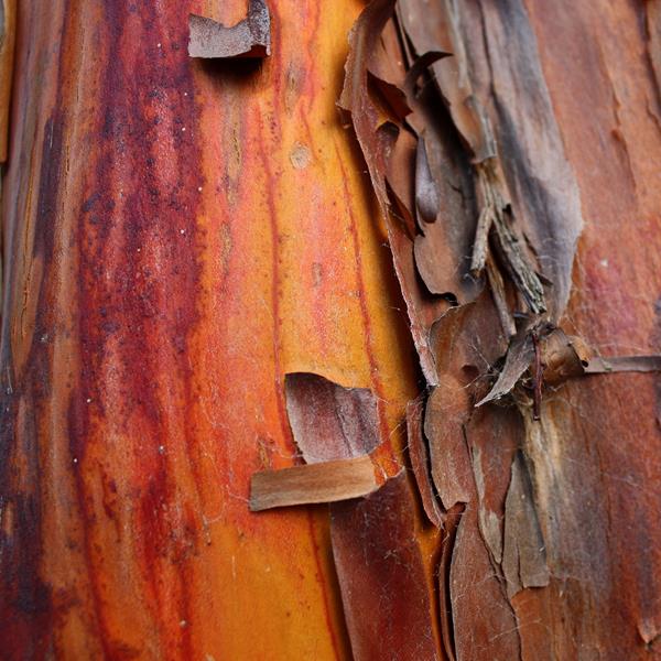 Arbutus andrachneoides (1)