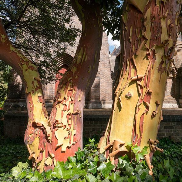 Arbutus andrachneoides