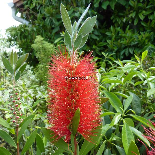 Rince-bouteilles - Callistemon laevis - Le Jardin du Pic Vert