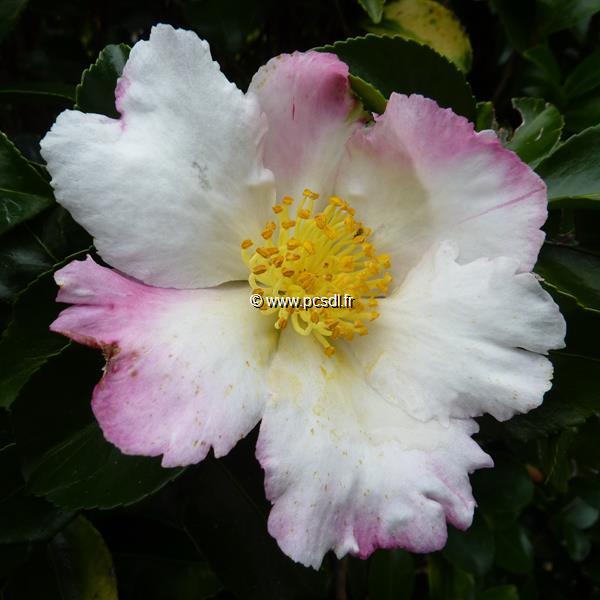 Camellia sasanqua Chantilly Rose (9)
