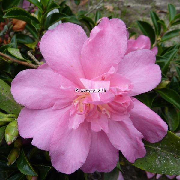 Camellia sasanqua Elfin Rose (1)