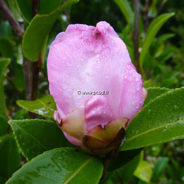 Camellia sasanqua Fukuzutsumi