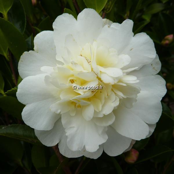 Camellia sasanqua Gay Sue (4)