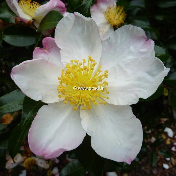 Camellia sasanqua Hana Jiman (2)