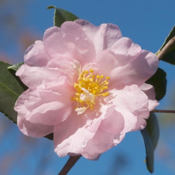 Camellia sasanqua Winters Interlude (2)